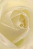 Drawn into the heart of this cream-white rose, the image bathes you in soft serenity-a feeling akin to stepping into a peaceful morning in Tooting Bec, where dew still lingers on garden fences. Each petal curls and spirals inward, almost beckoning you to brush your fingertips across their feather-light texture. The interplay of gentle shadows and warm ivory tones creates a luminous effect, with every fold enhanced by the filtered daylight much like that streaming through the windows of local cafés. The emotional atmosphere is one of peace and introspection, resonant of quiet gestures and new beginnings. Created by experienced local florists, this bloom is a pure symbol of reverence-suited to moments of admiration or acts of sympathy alike. Its subtle scent, barely imagined, suggests comfort and grace drifting through nearby homes. The close perspective reveals not only the extraordinary details of each petal but also the tender artistry and caring intention behind its selection-a testament to the thoughtful, heartfelt service Tooting Bec Florist provides to its local community for every meaningful milestone.